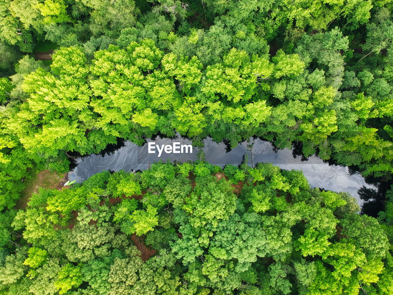 Aerial view of trees growing in forest