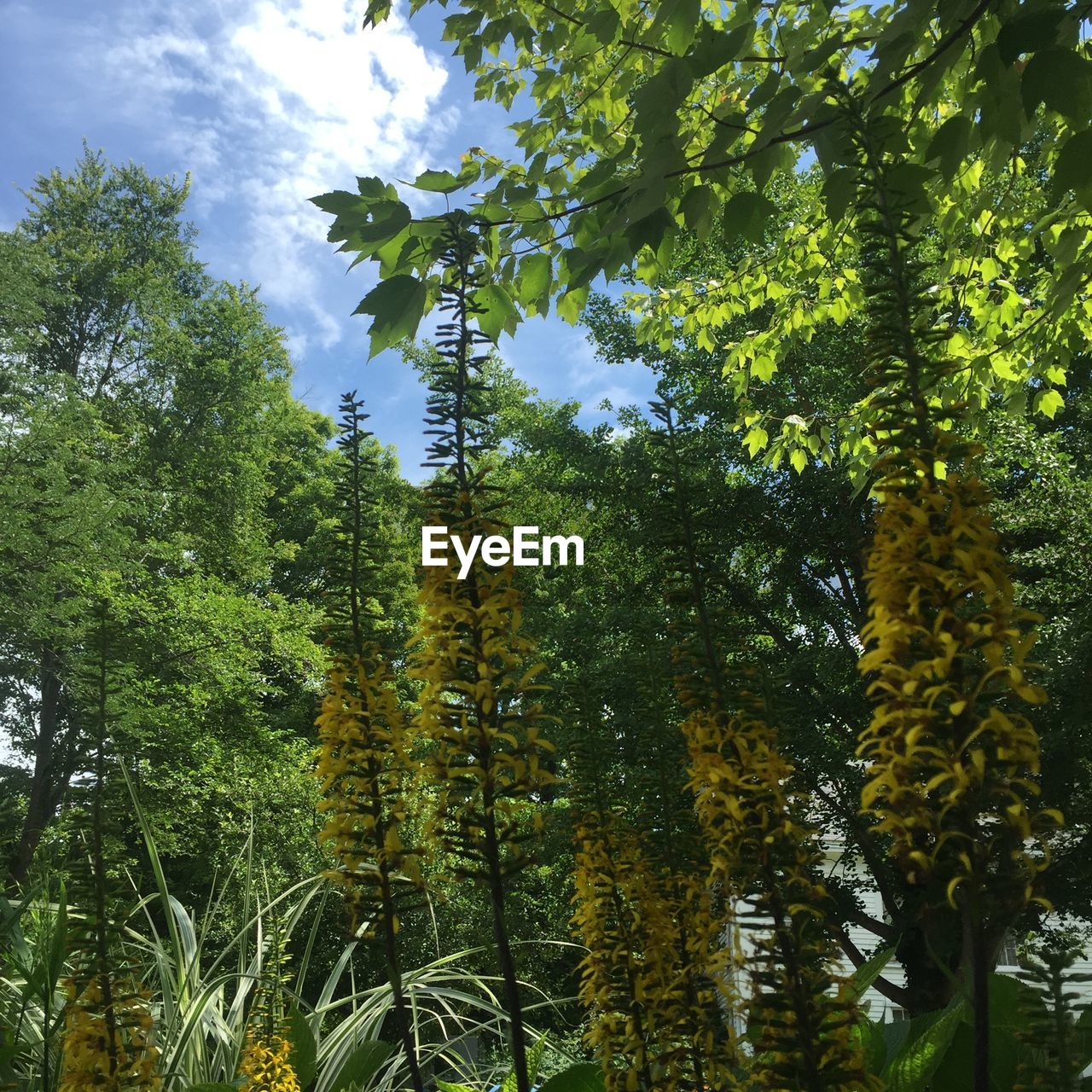 Low angle view of trees growing in forest against sky