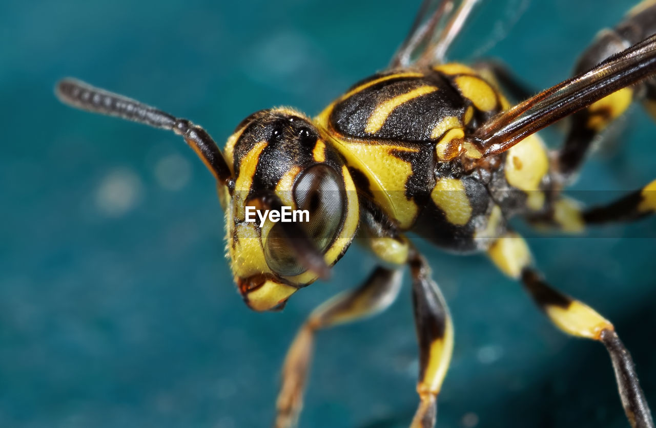 CLOSE-UP OF INSECT ON FLOWER