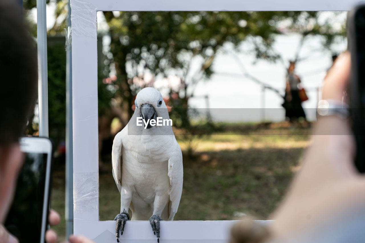 View of parrot perching on frame outdoors