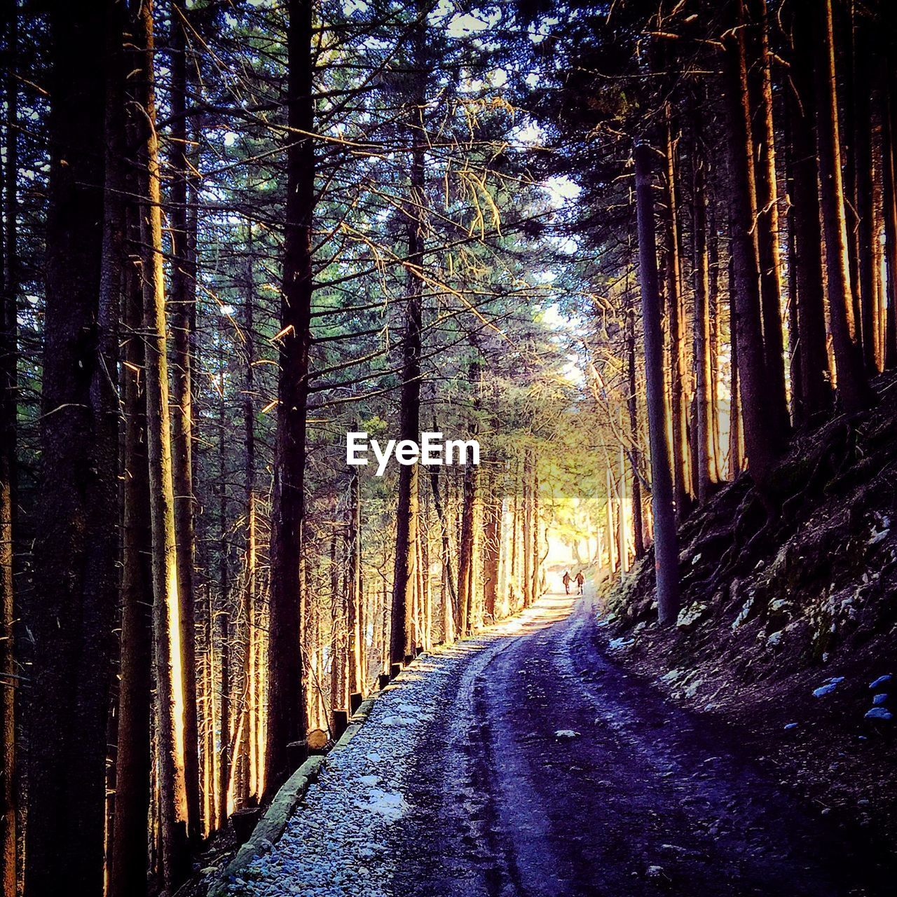 ROAD AMIDST TREES AT FOREST