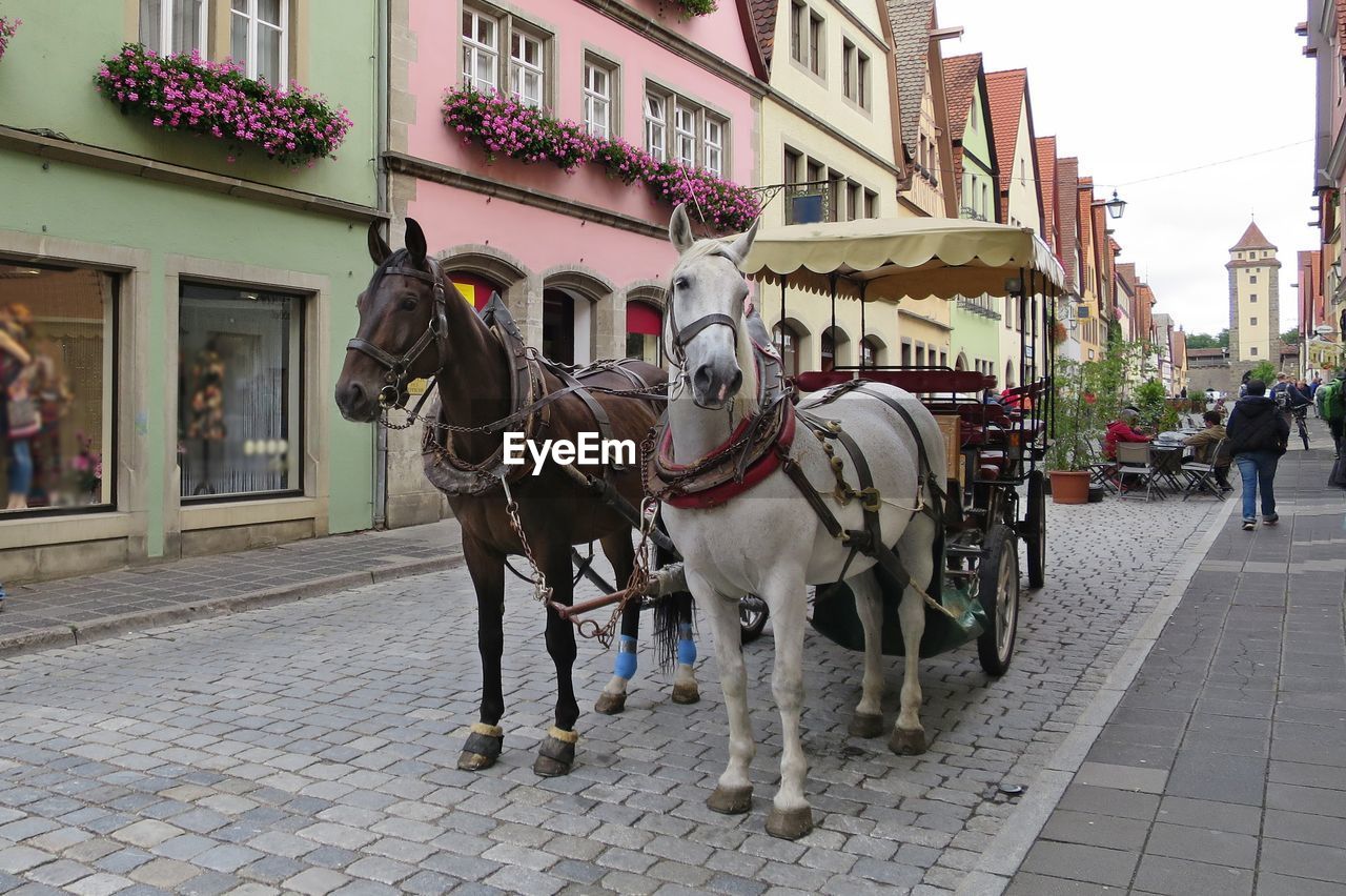 Two horses are harnessed to carts for driving tourists in rothenburg ob der tauber, germany.