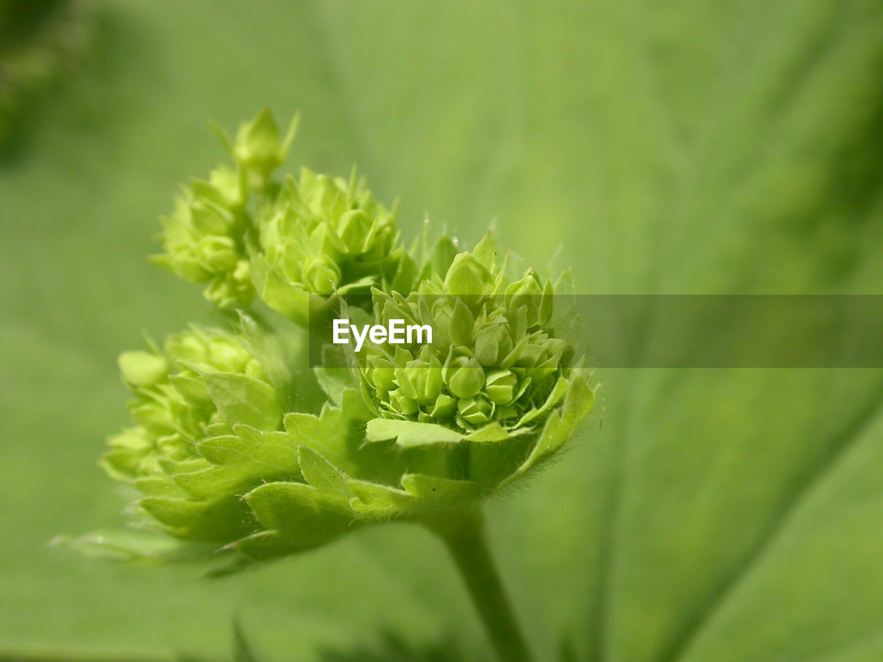 Close-up of flower bud