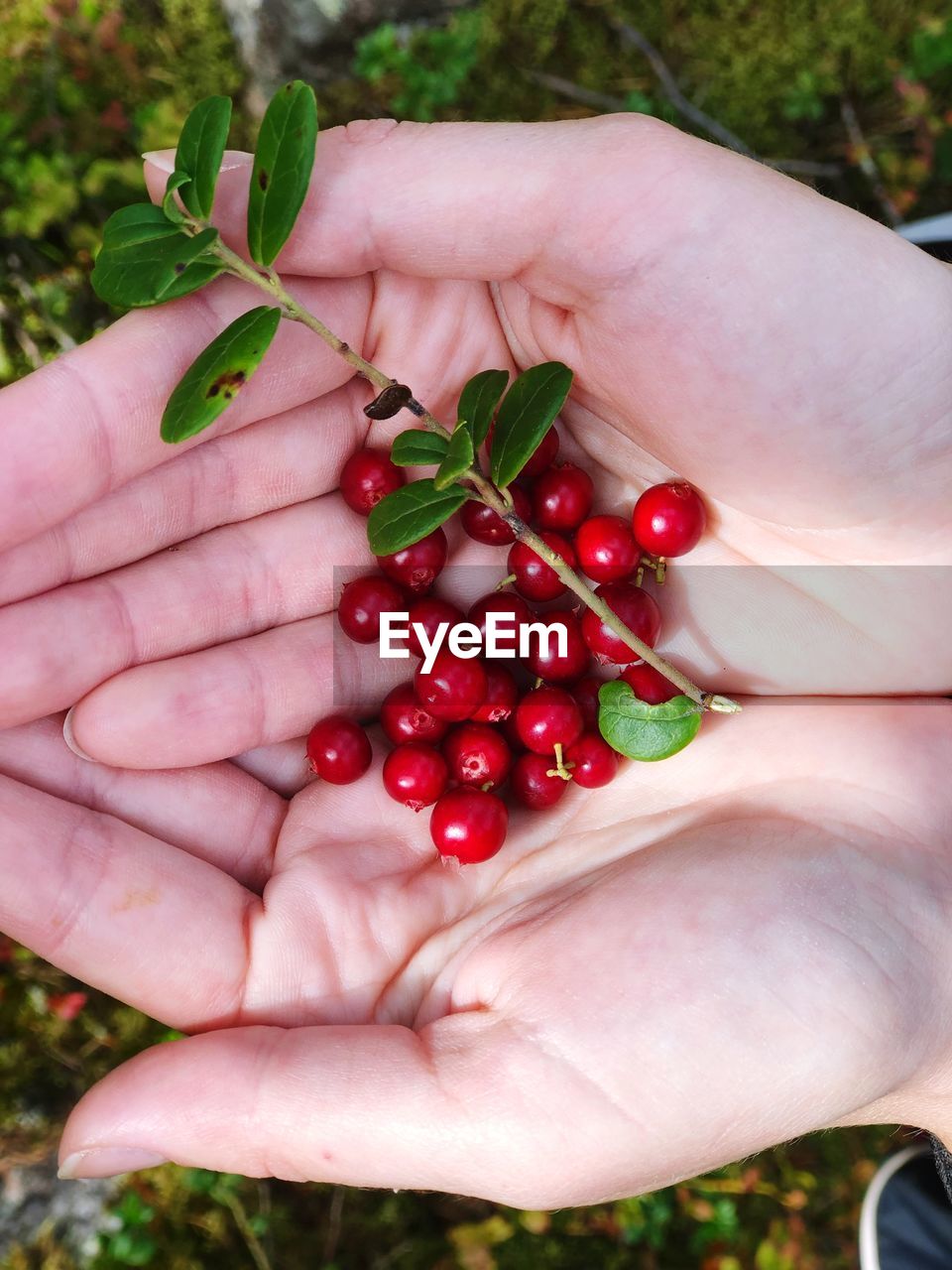 Close-up of hand holding berries