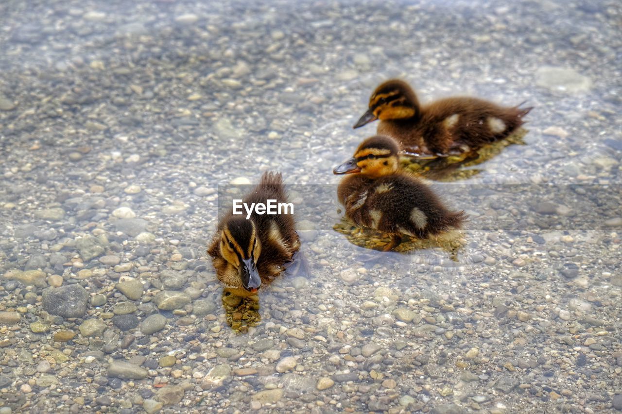 HIGH ANGLE VIEW OF A BIRD