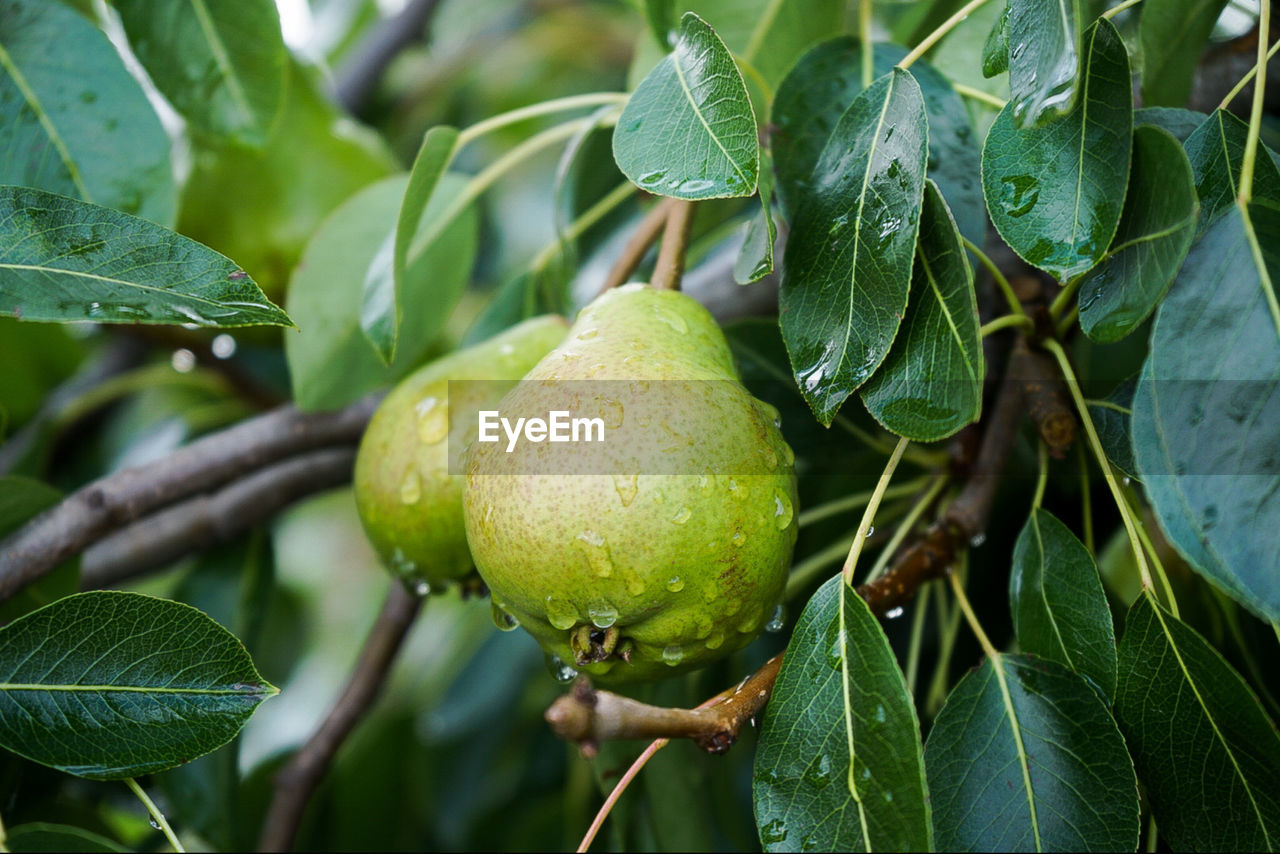 Close-up of fruits on tree