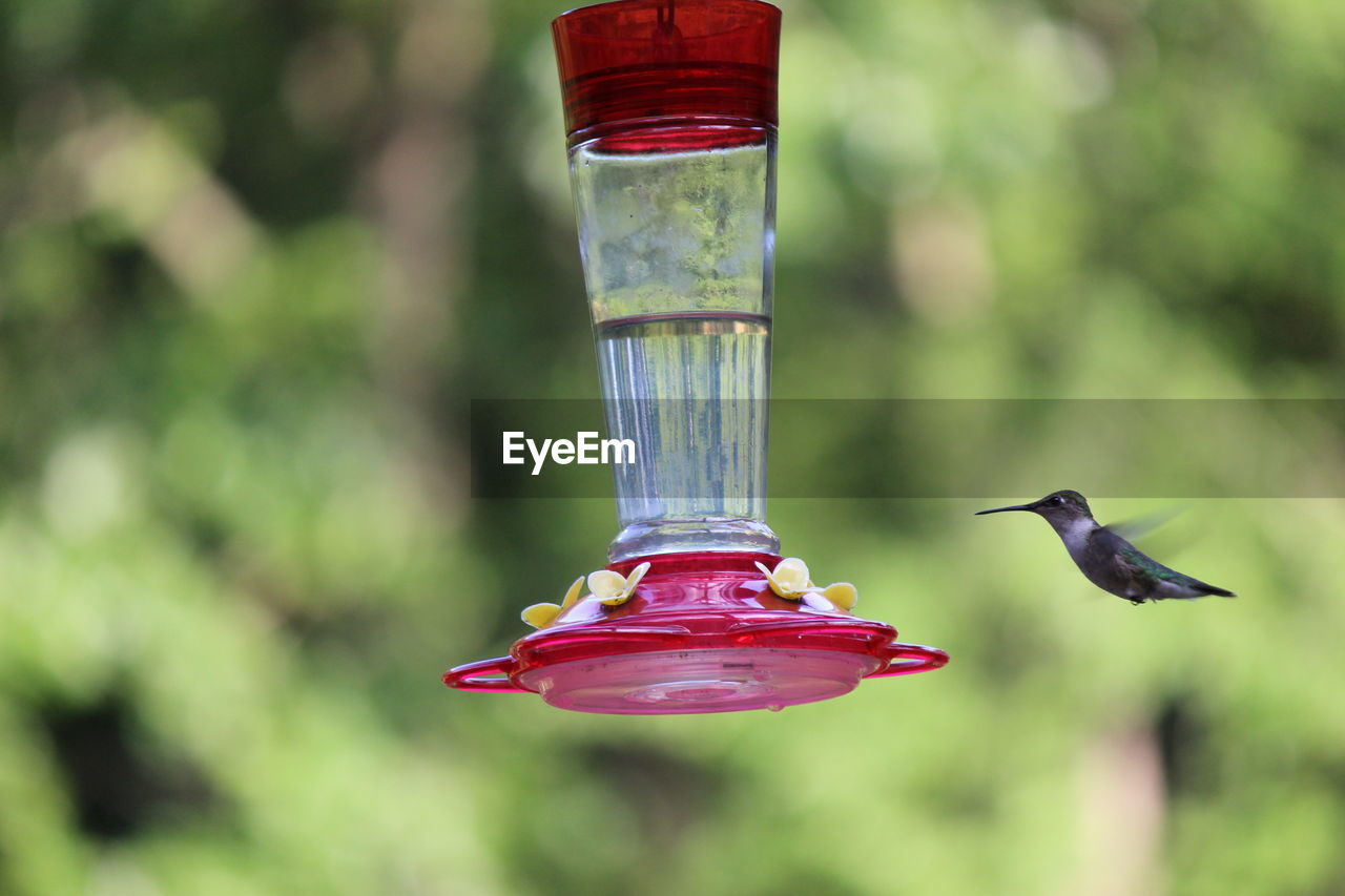 Hummingbird flying by bird feeder