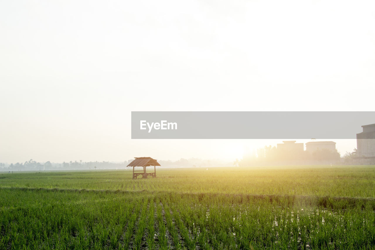 horizon, landscape, morning, sky, field, environment, agriculture, plant, nature, rural scene, plain, land, grass, grassland, copy space, farm, prairie, meadow, rural area, paddy field, no people, pasture, fog, beauty in nature, sunlight, architecture, tranquility, green, sun, scenics - nature, outdoors, natural environment, crop, hill, day, built structure, growth, tranquil scene, food, cereal plant, building exterior, animal
