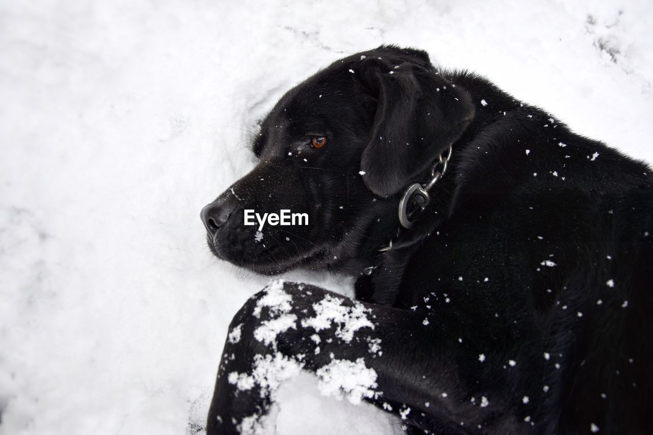 Close-up of black dog during winter