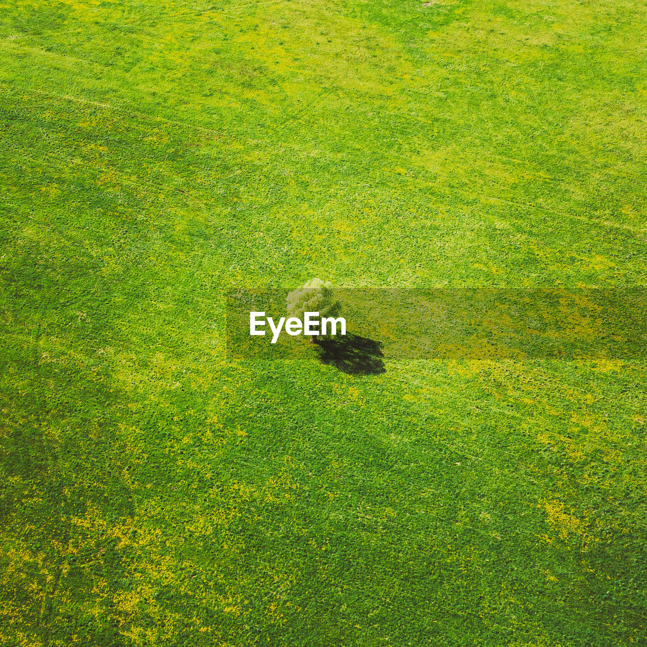 high angle view of grass on field