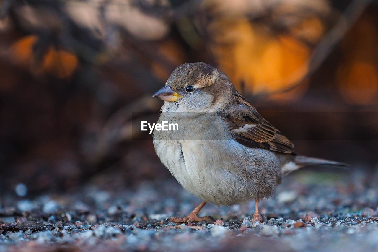 CLOSE-UP OF A BIRD