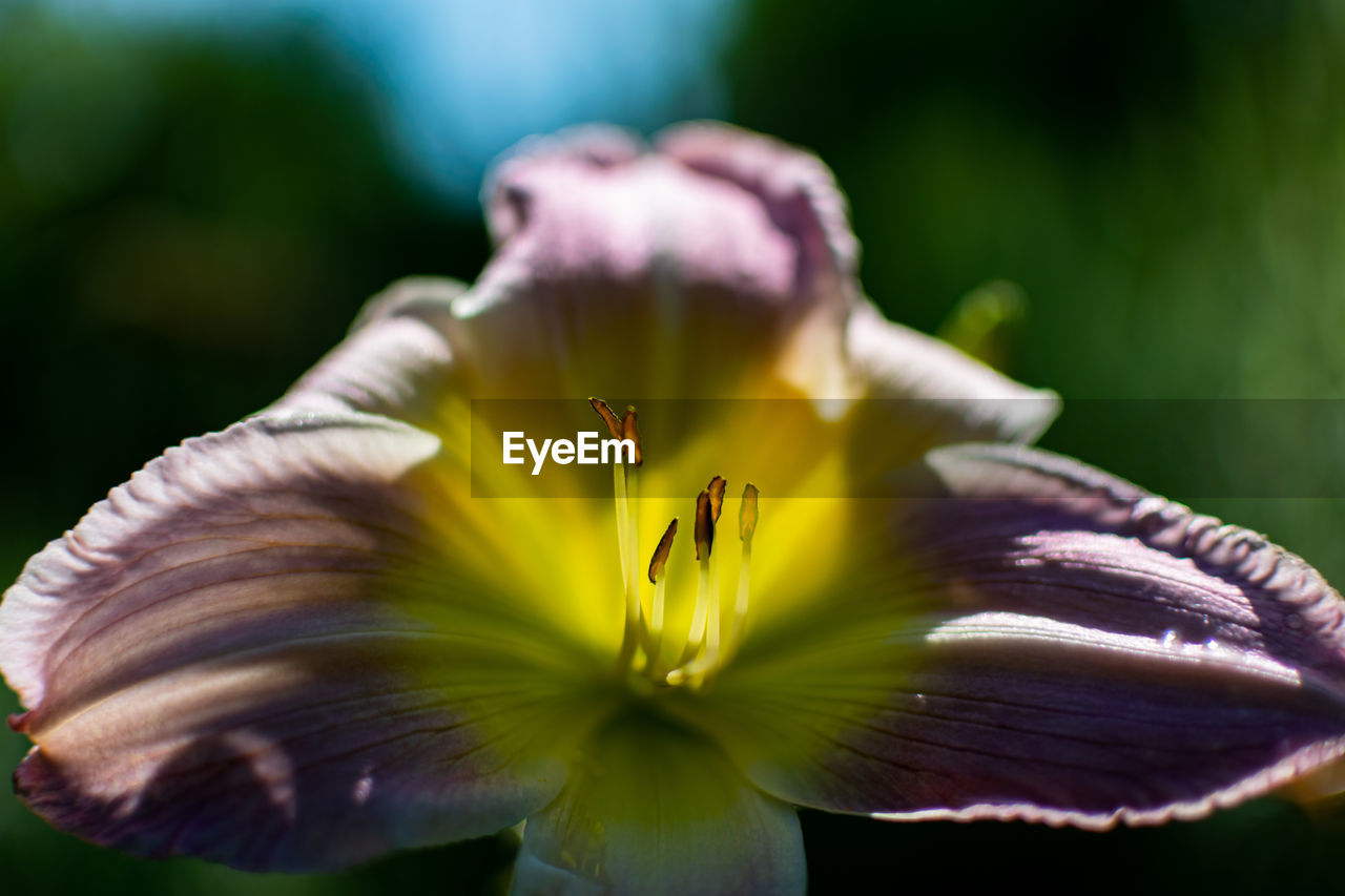 Close-up of purple flowering plant