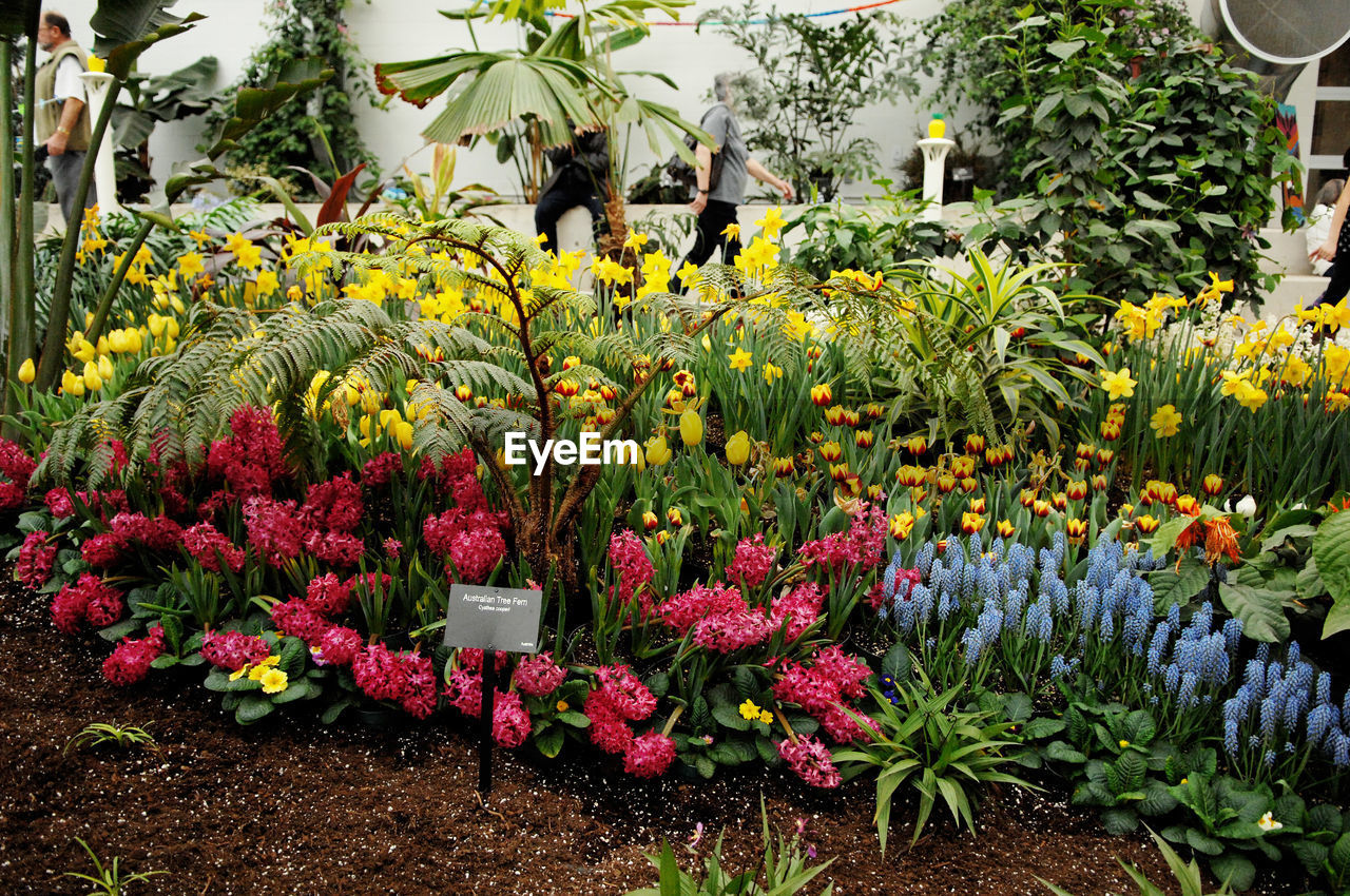 FLOWERING PLANTS IN PARK