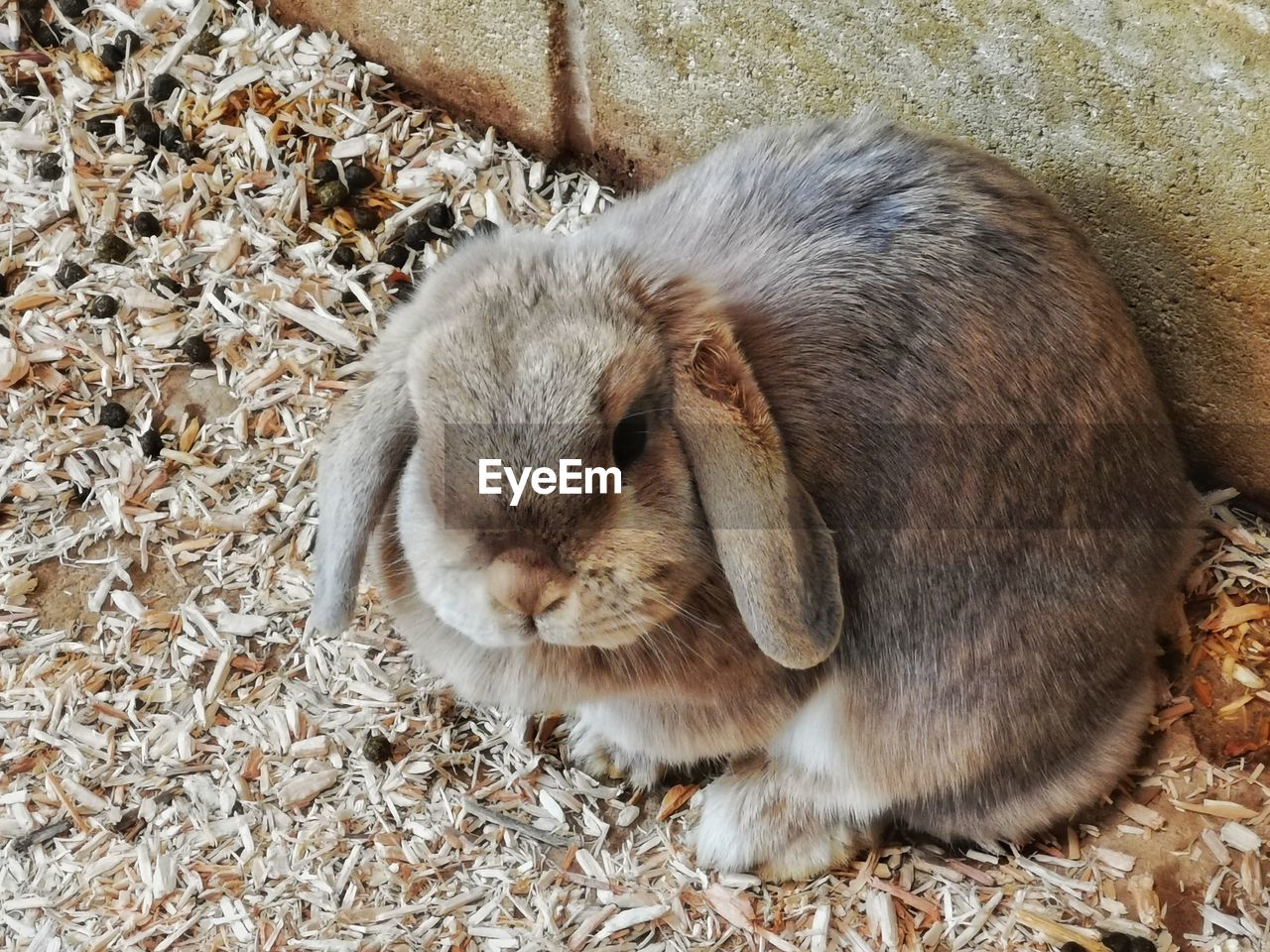 High angle view of rabbit on field