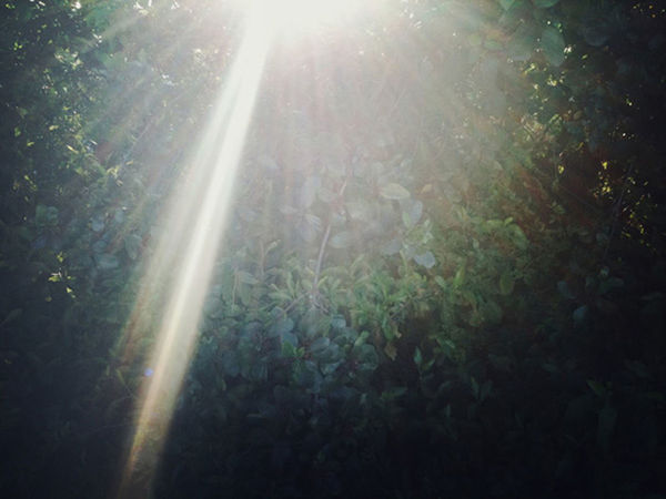 SUN SHINING THROUGH TREES ON SUNNY DAY