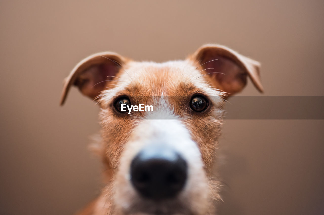 Close-up portrait of dog against brown background