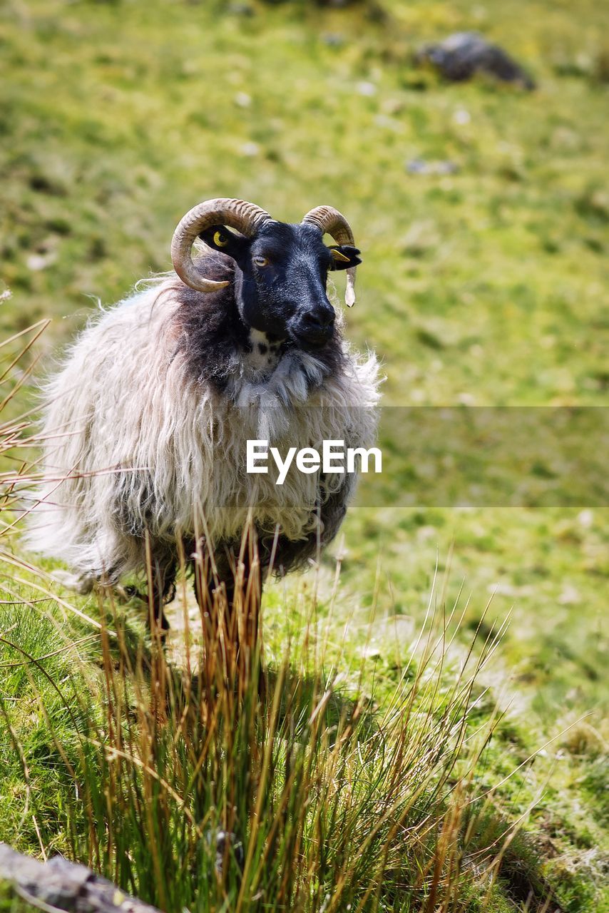 Sheep standing on the green hill and looking at me at connemara national park in galway, ireland