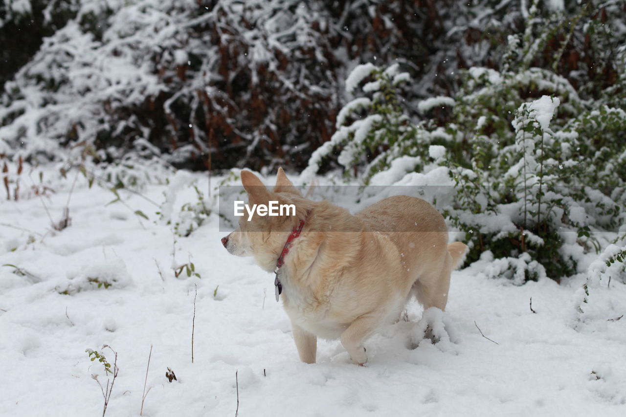 White dog looking at something in the snow