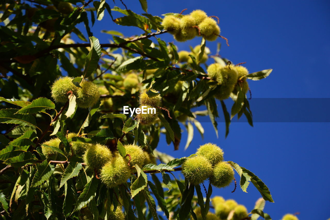 LOW ANGLE VIEW OF FLOWERING PLANTS AGAINST BLUE SKY