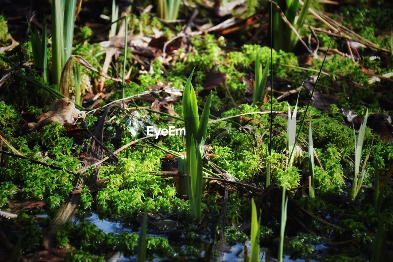 CLOSE-UP OF FRESH GREEN PLANTS IN PARK