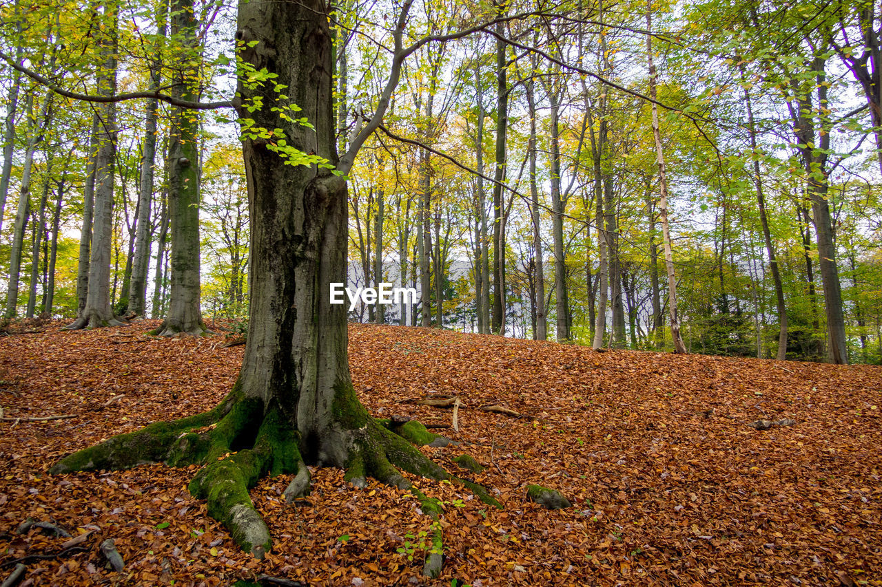 Trees in forest during autumn