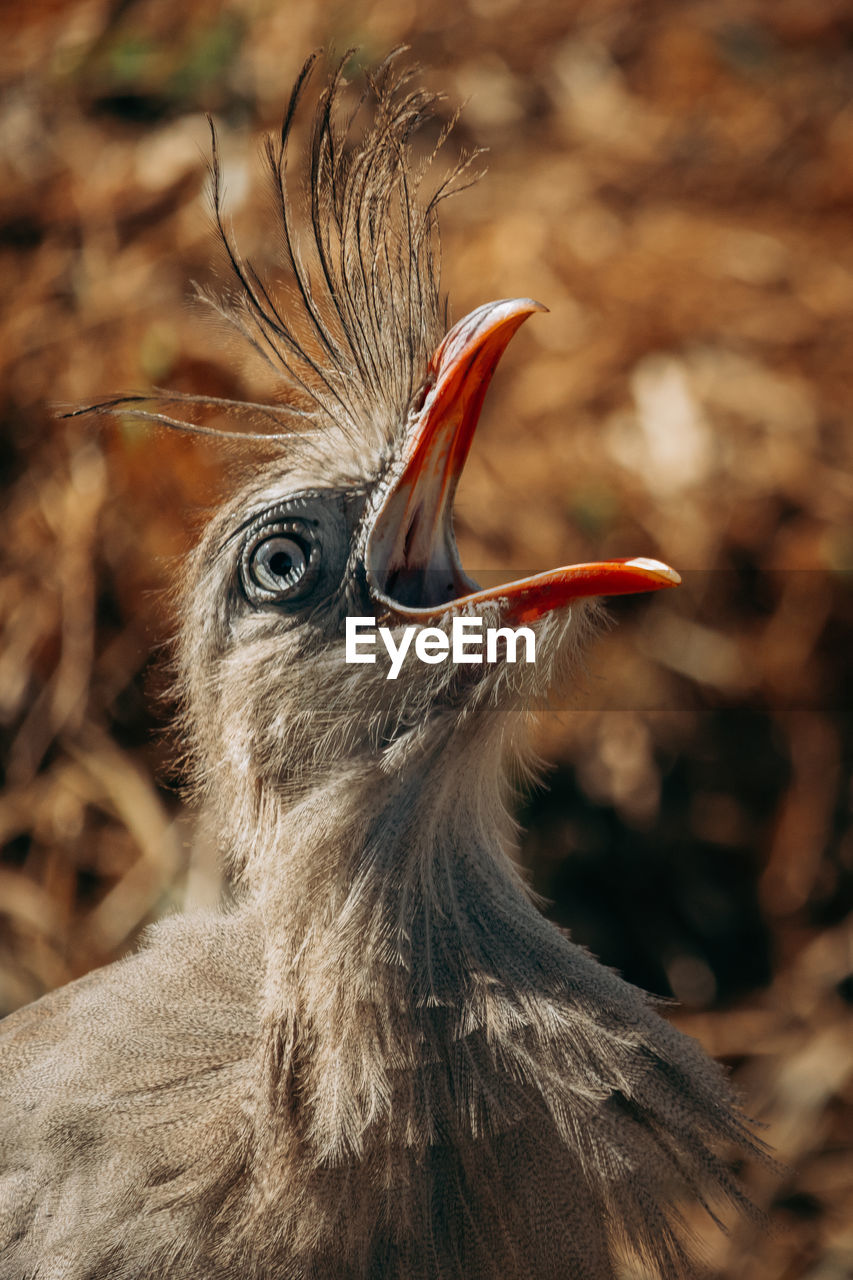 Close up shot of seriema bird squawking