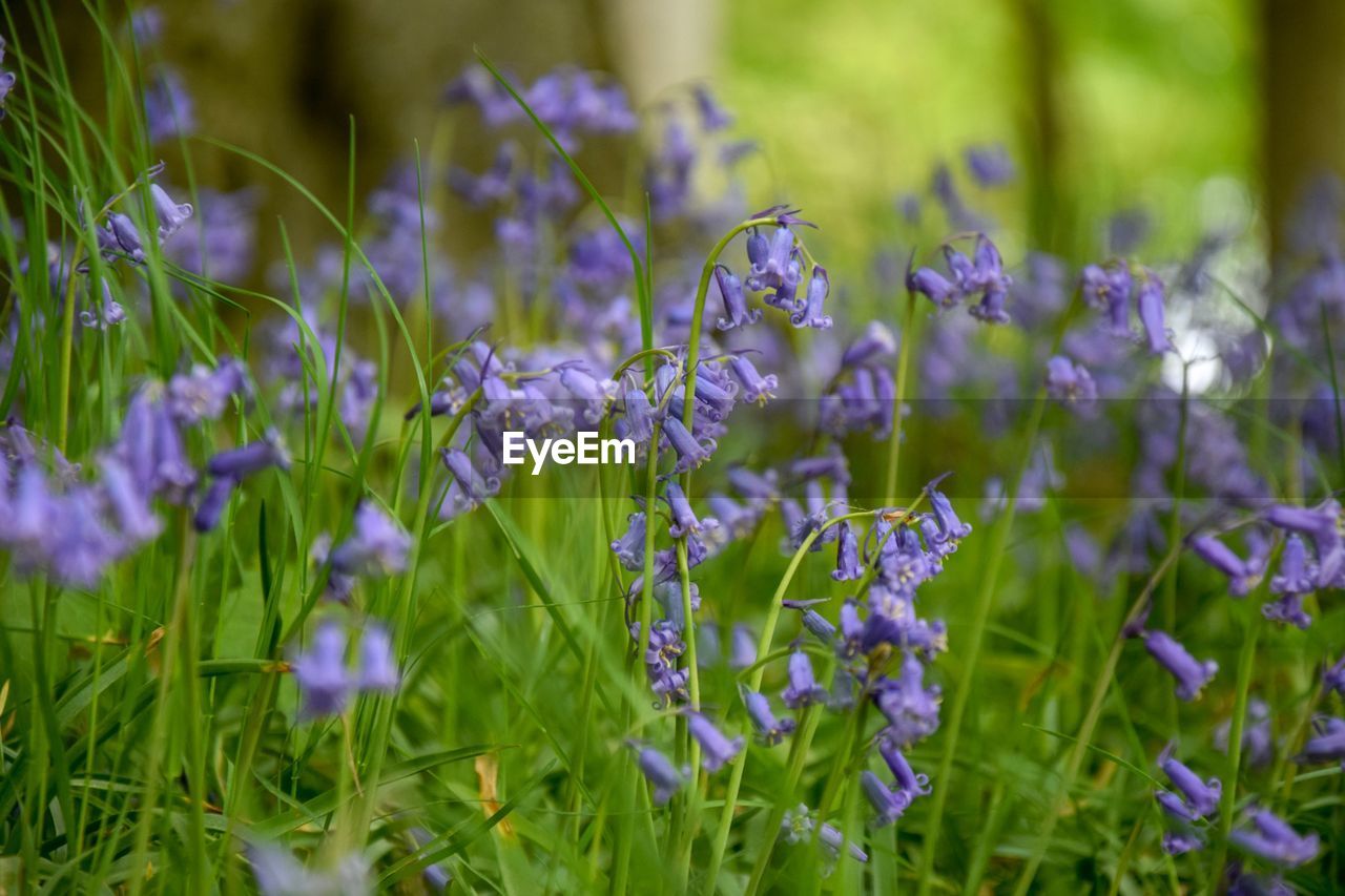 Close-up of purple flowering plants on field