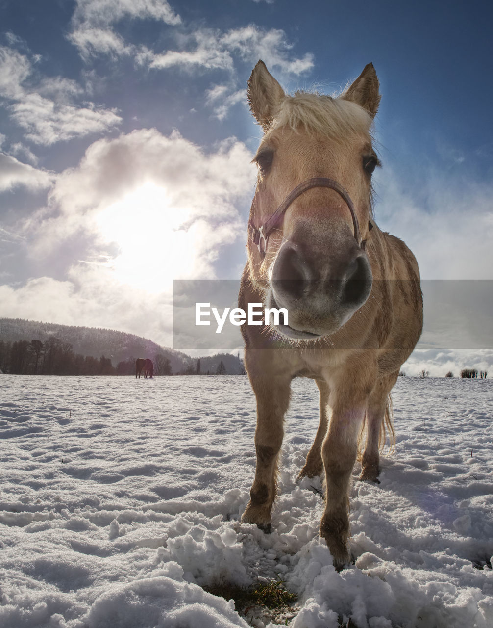 Nice white horse in snow. isabella breed horse in mountain farm check stalks in fresh snow.