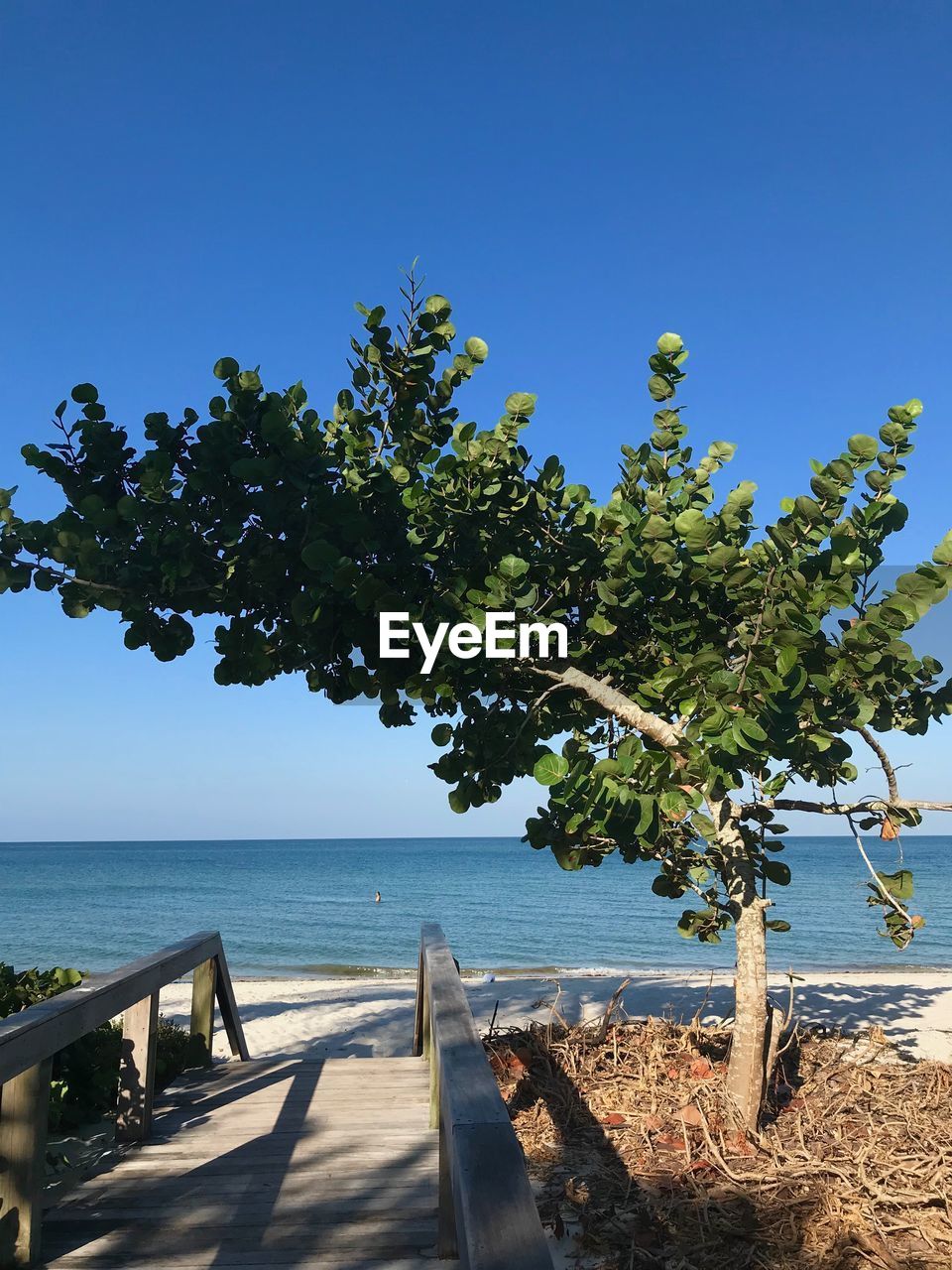 Tree by sea against clear blue sky