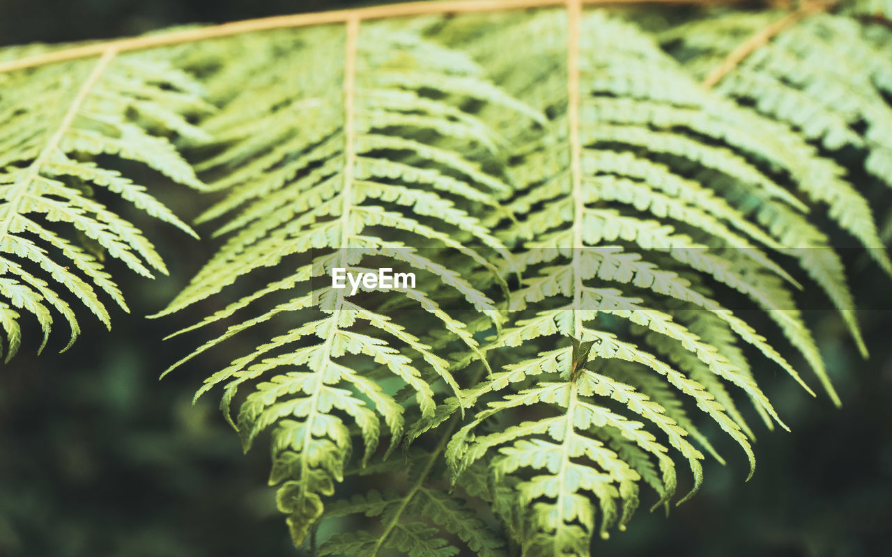 Close-up of fern leaves