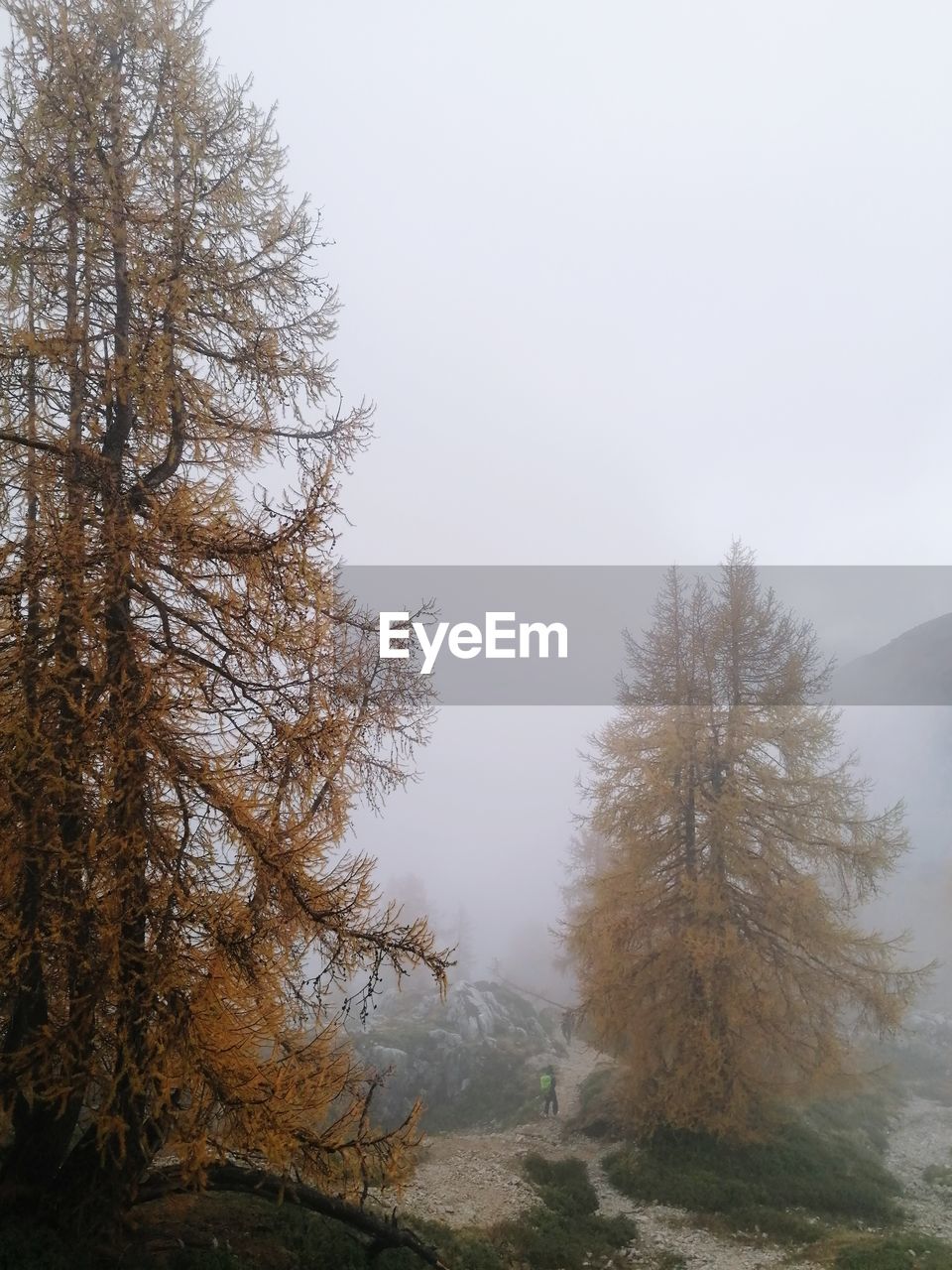 tree, plant, fog, environment, nature, beauty in nature, winter, sky, scenics - nature, landscape, land, tranquility, forest, snow, no people, morning, mist, cold temperature, tranquil scene, non-urban scene, coniferous tree, pinaceae, pine tree, mountain, pine woodland, branch, day, outdoors, woodland, autumn, travel, remote, idyllic, travel destinations, rural scene, wilderness