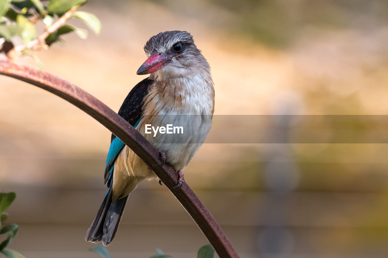 Close-up of bird perching outdoors