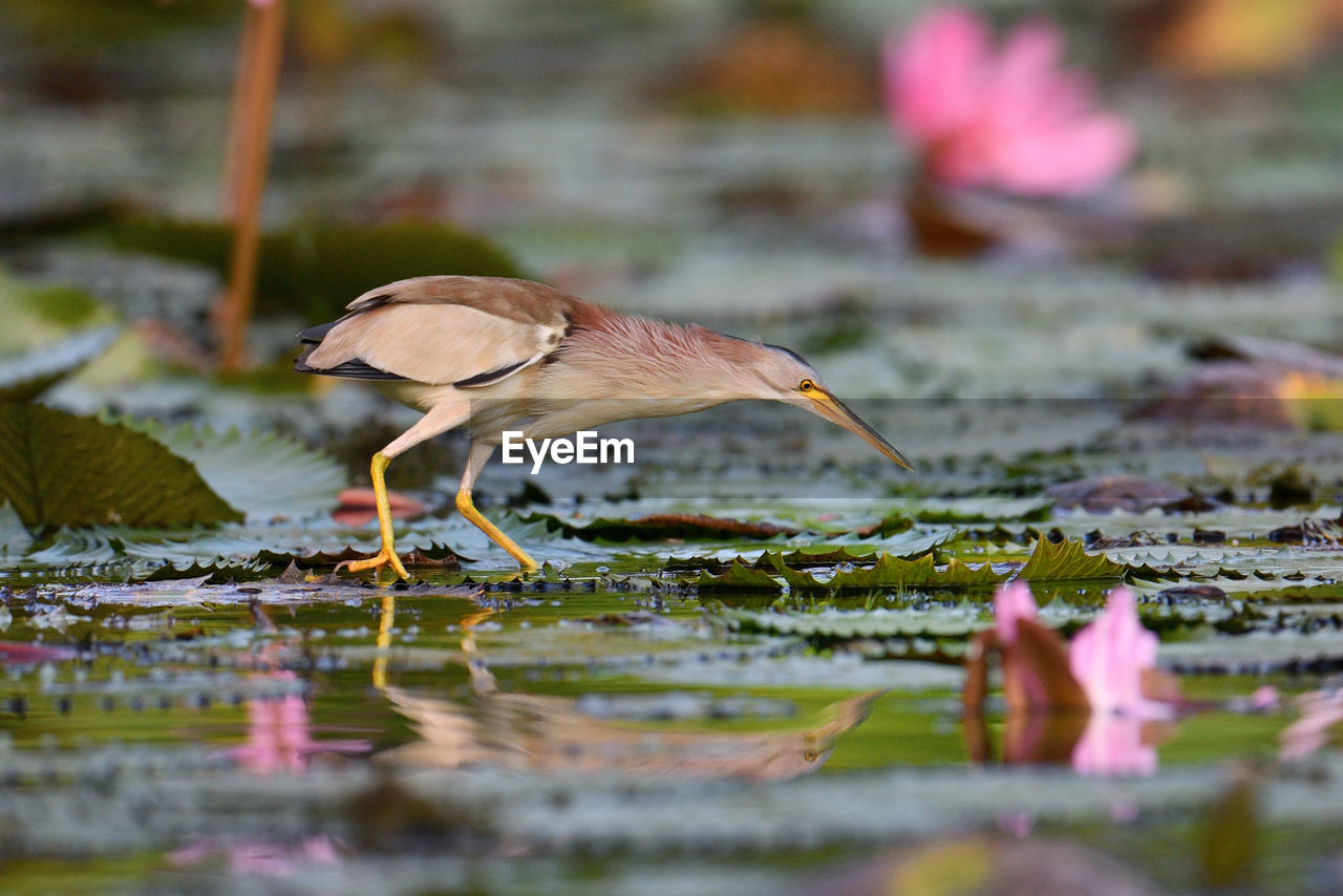 Yellow bittern hunting from lily pads