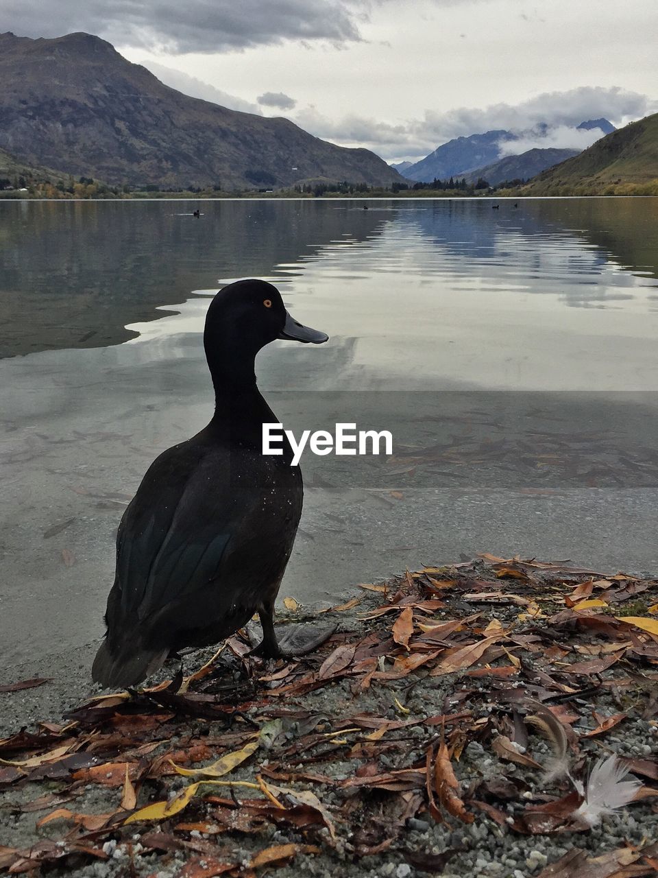 Rear view of duck by lake