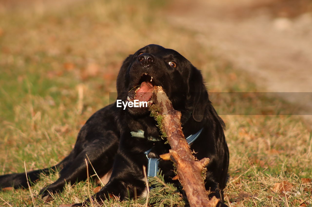 BLACK DOG LYING ON A FIELD