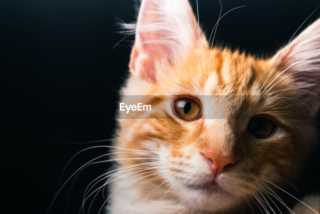 Close-up of a ginger norwegian forest cat