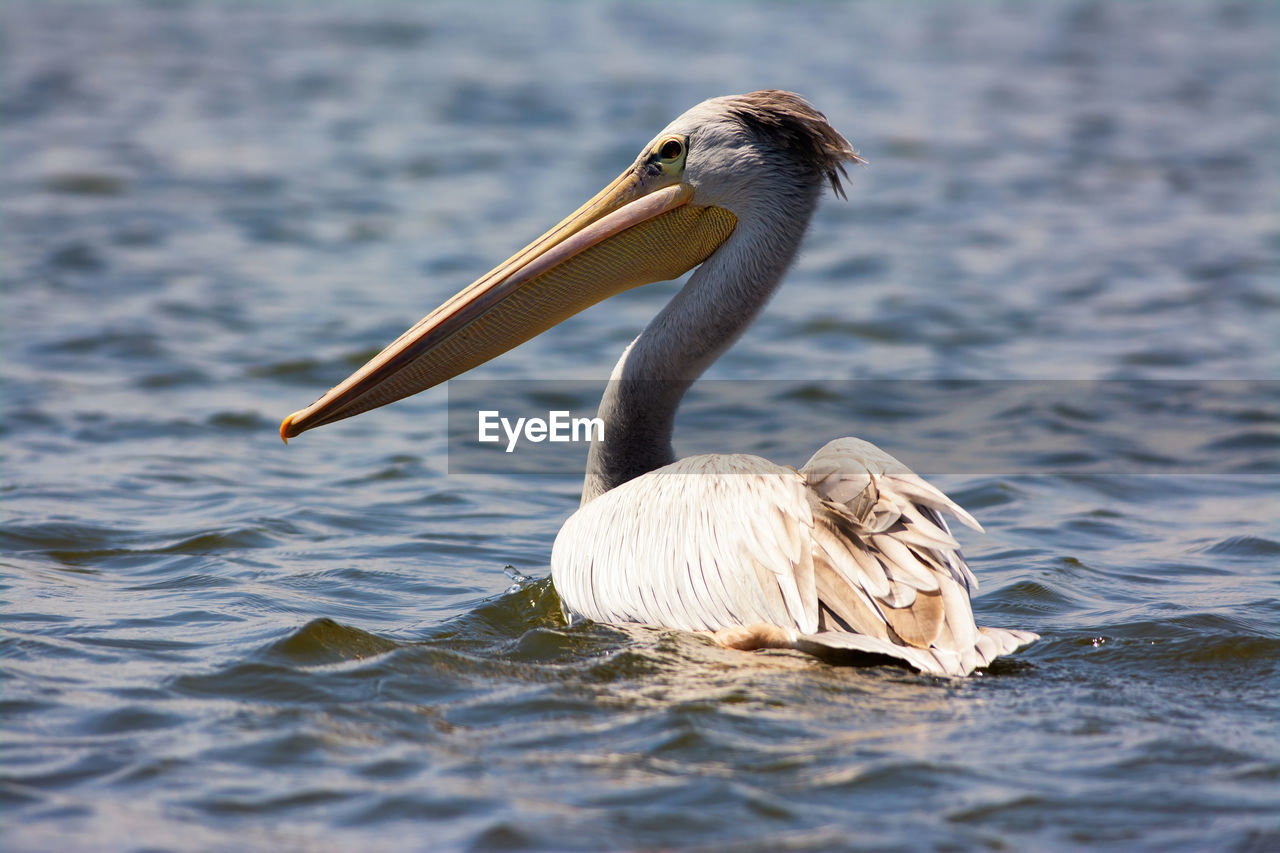 close-up of pelican swimming on lake