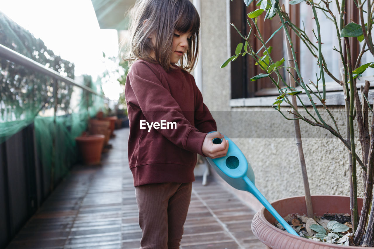 Little child wearing brown top watering roses in pot at home balcony