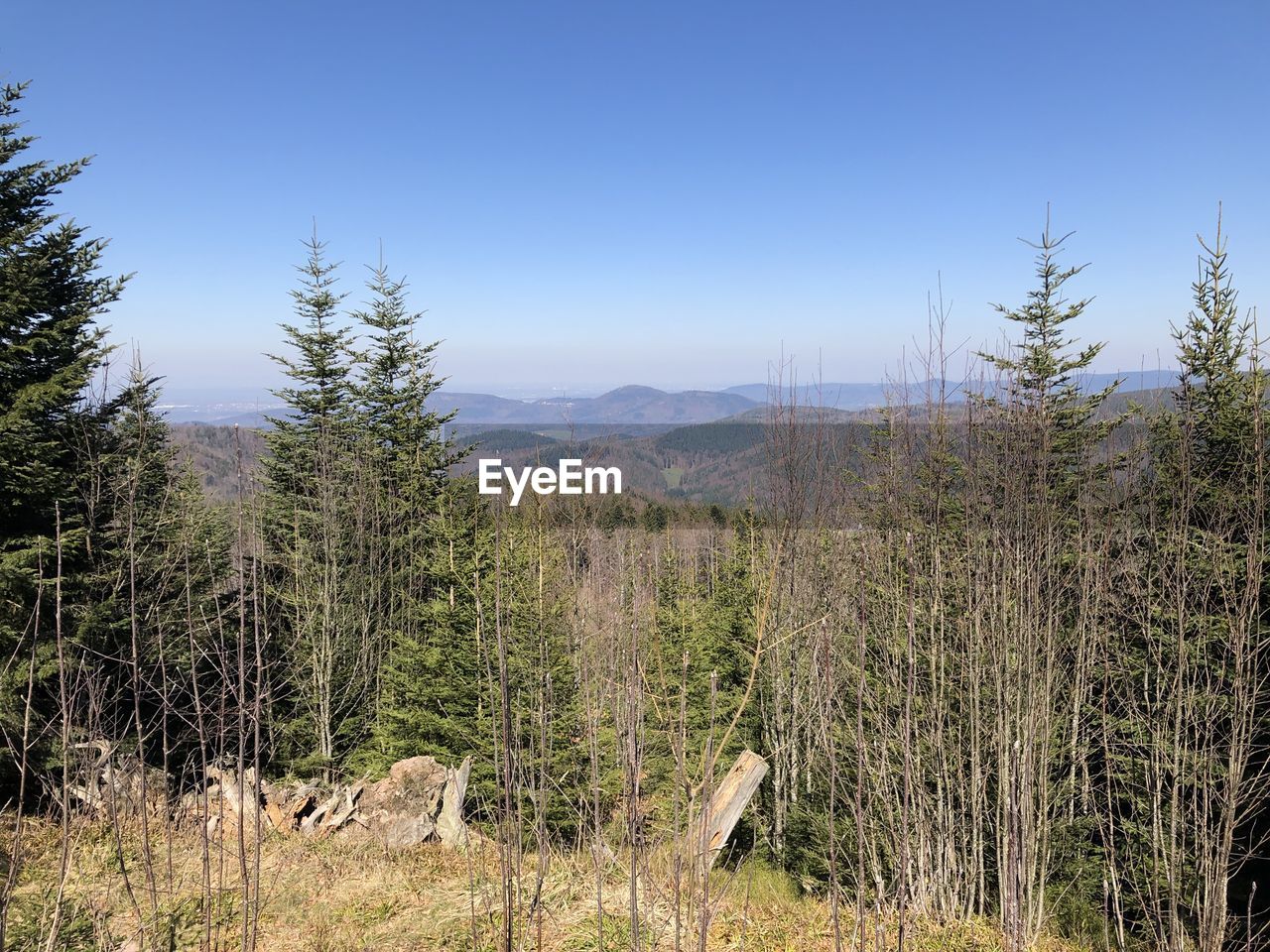 Scenic view of field against clear sky