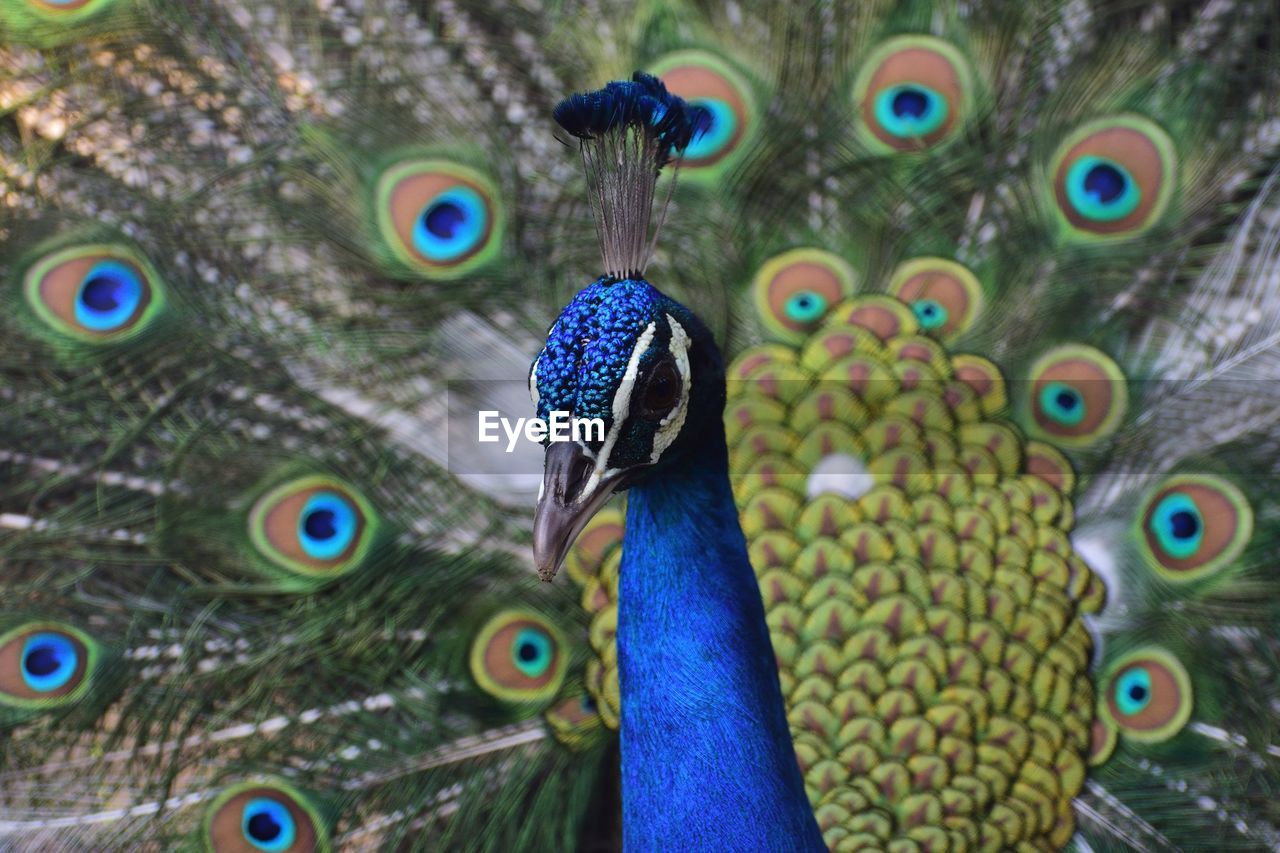 FULL FRAME SHOT OF PEACOCK FEATHERS