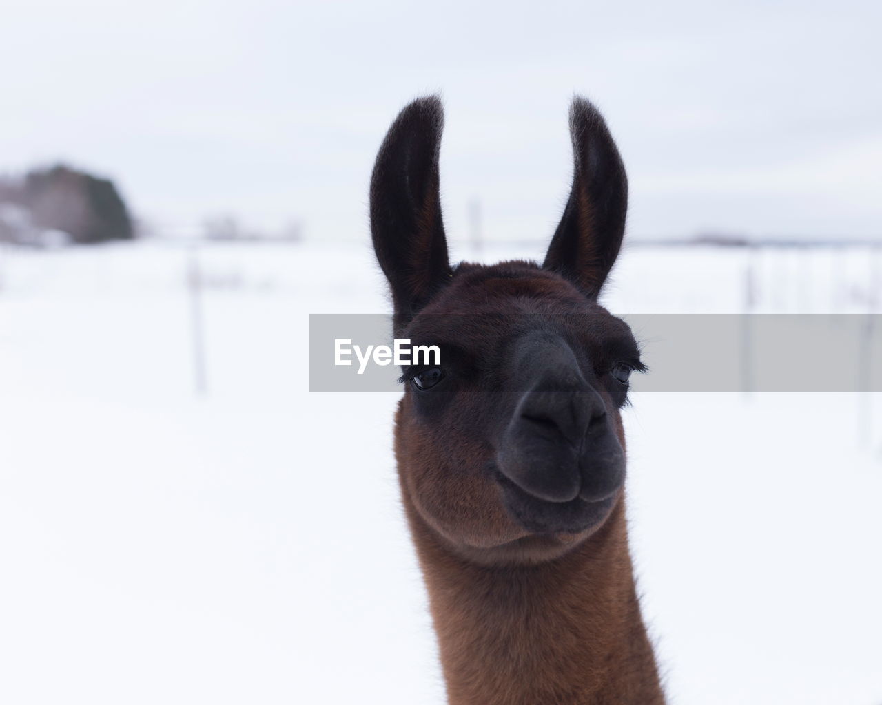 Closeup of freshly-shorn chocolate llama with benign expression 