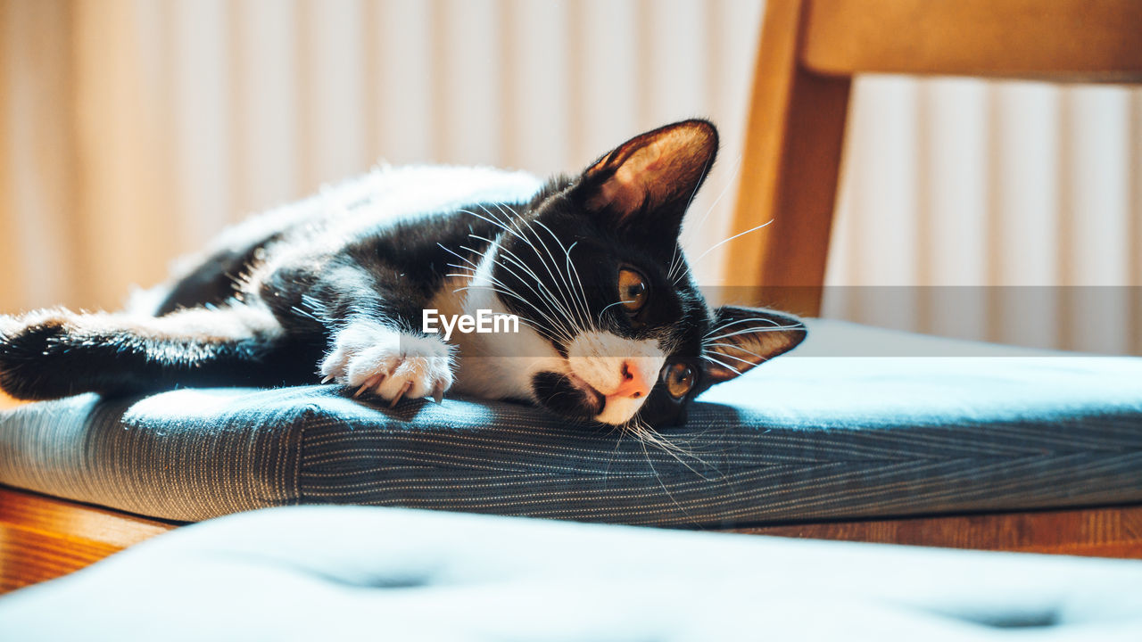 Cat lying on bed at home