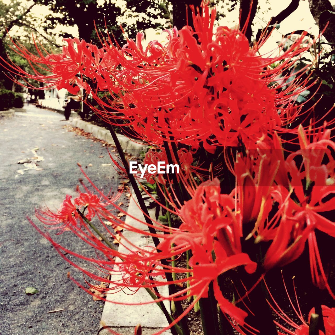 CLOSE-UP OF RED FLOWERS IN BLOOM