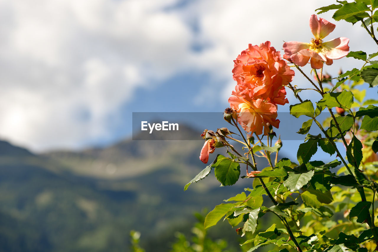 Low angle view of flowers blooming outdoors