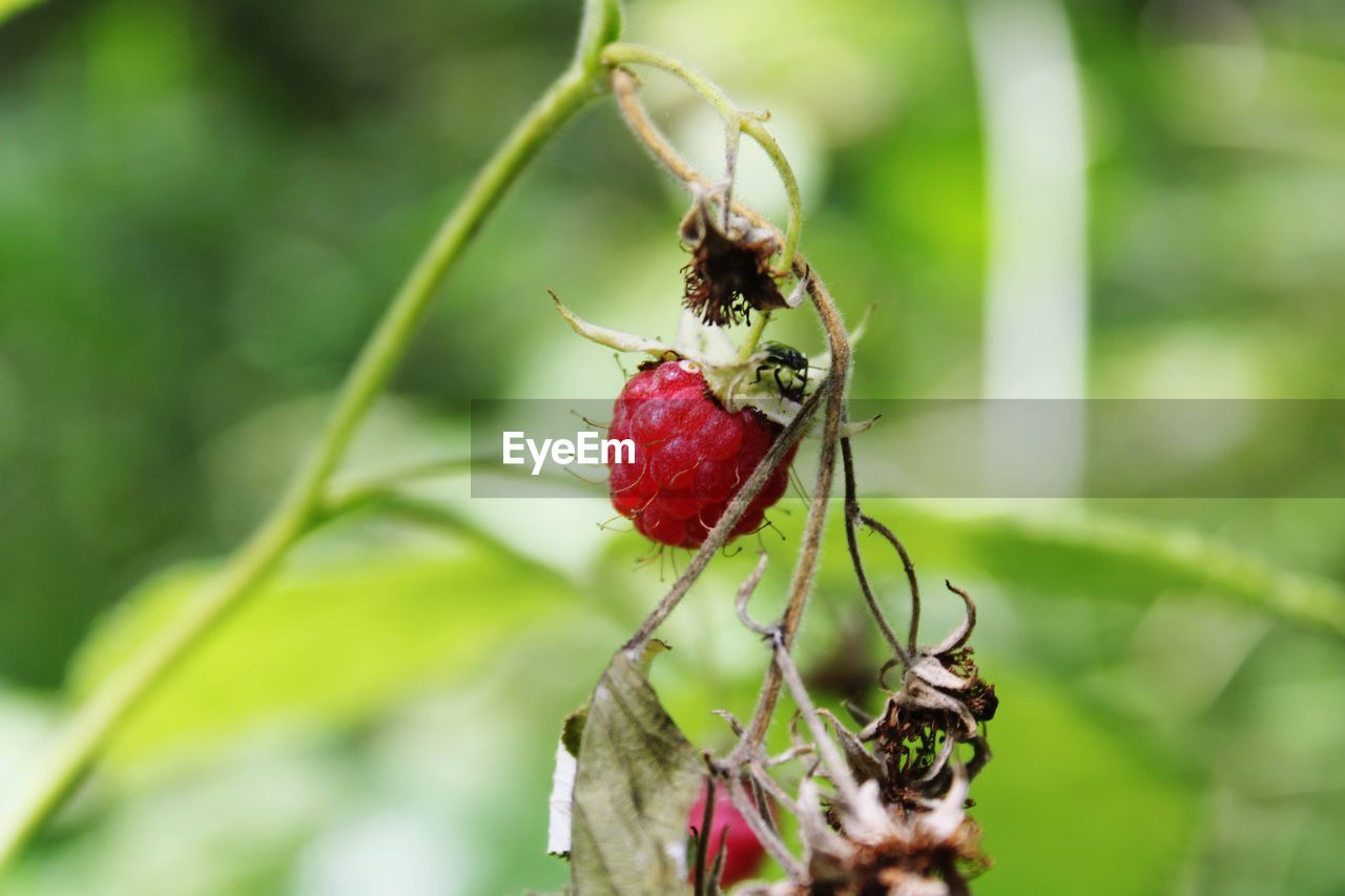 CLOSE-UP OF BERRY ON PLANT