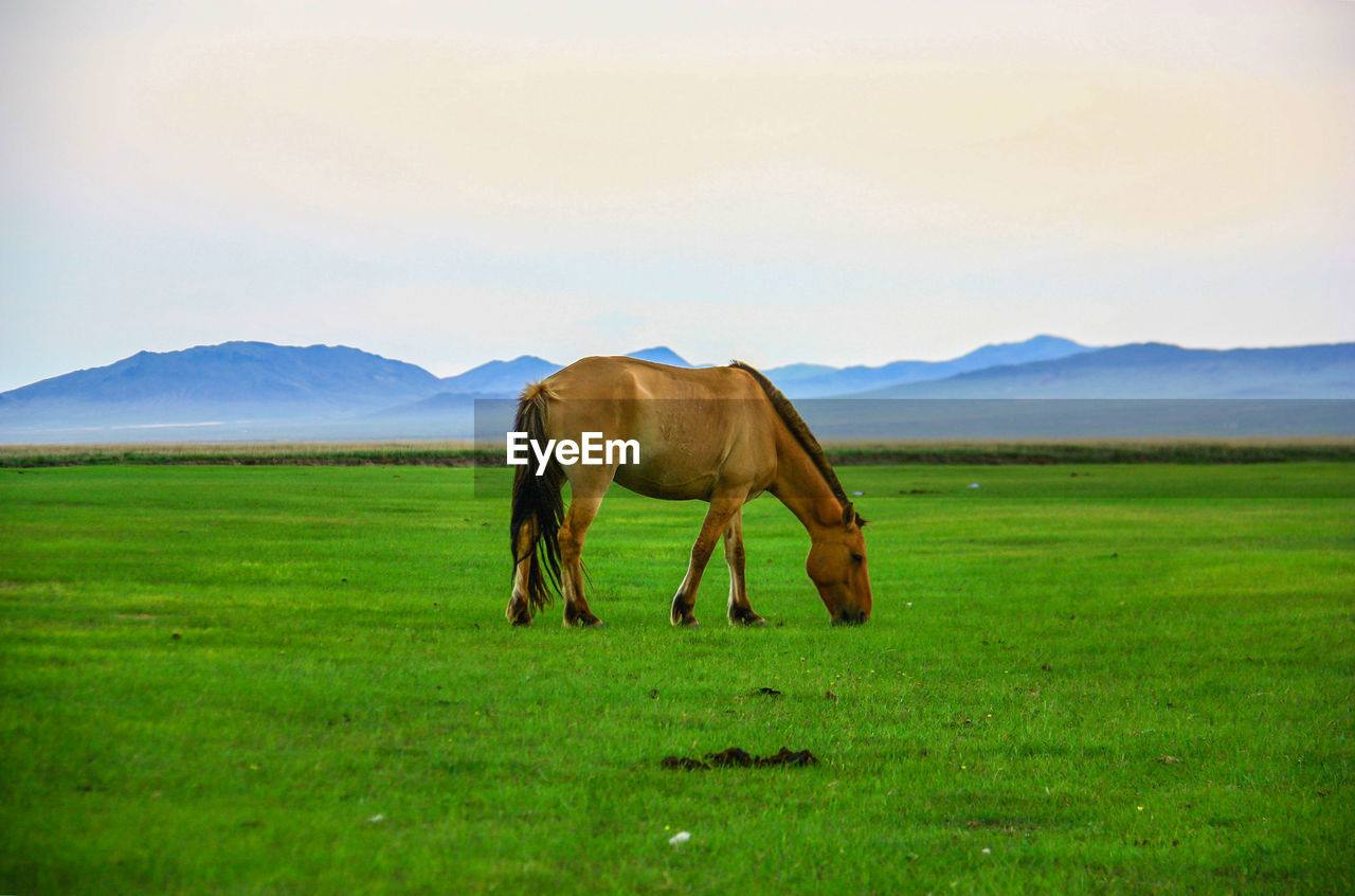 HORSES IN A FIELD
