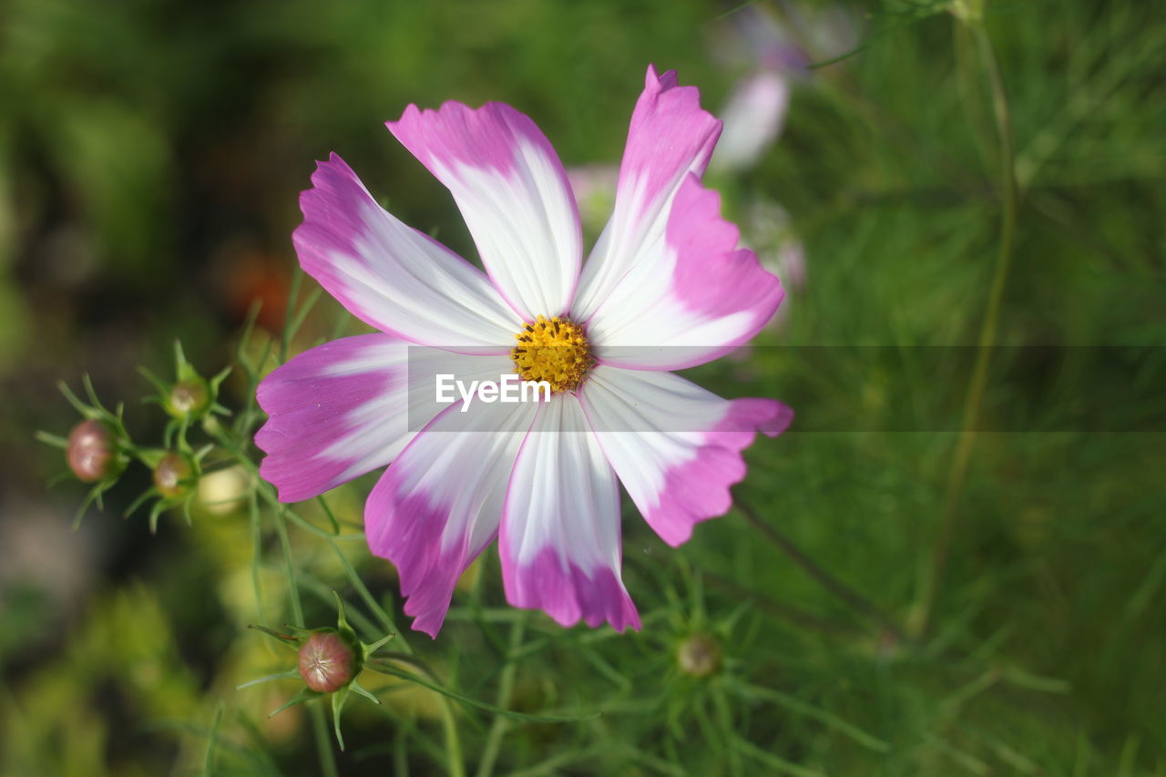 CLOSE-UP OF PINK FLOWER