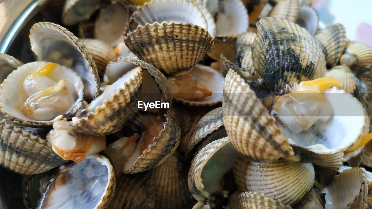 Close-up of shells