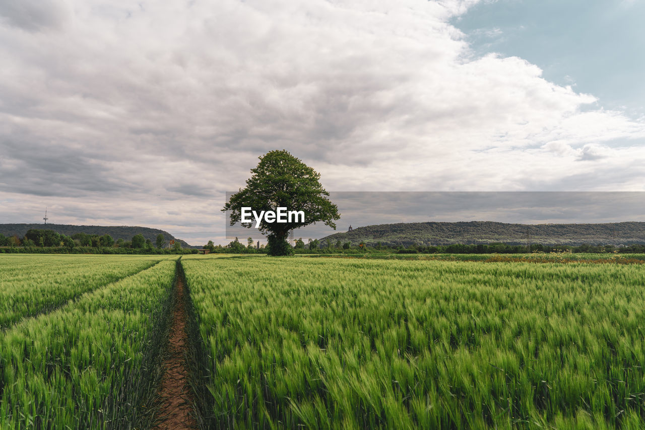 Scenic view of agricultural field against sky