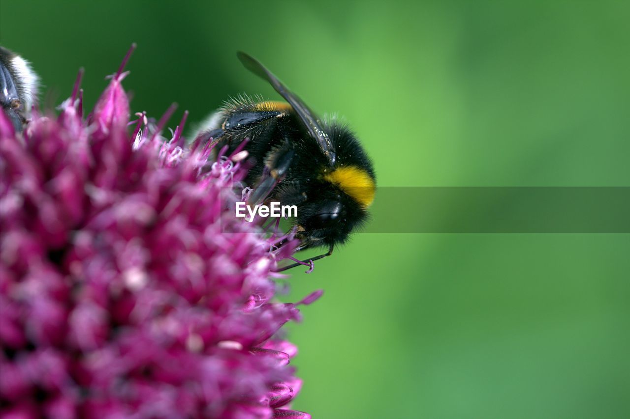 Close-up of bee pollinating on pink flower